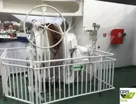 RoPax ship for sale